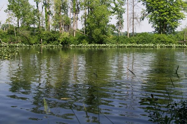 Foliage along the edge of a lake